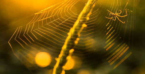 spider-web-2023-11-27-04-58-16-utc