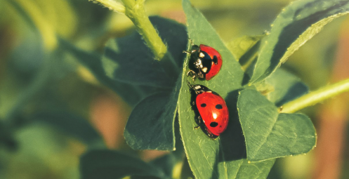 two-red-ladybugs-sit-on-green-leaves-in-the-sunlig-2024-10-18-05-28-08-utc